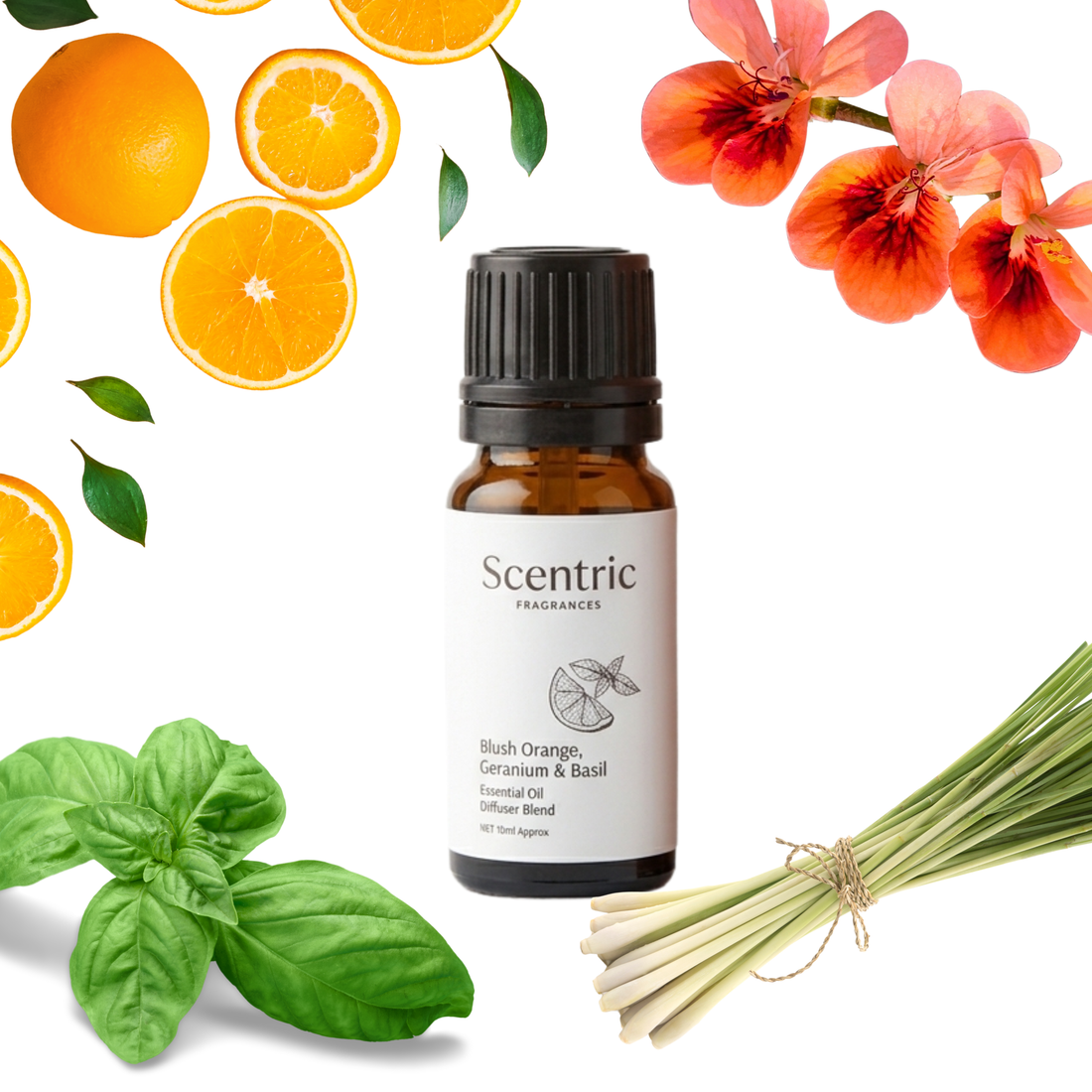Blush Orange, Geranium & Basil Diffuser Blend